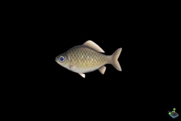 Crucian in Animal Crossing: New Horizons, where to find it?