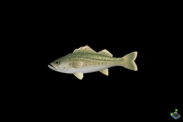 Common sea bass in Animal Crossing: New Horizons, where to find it?